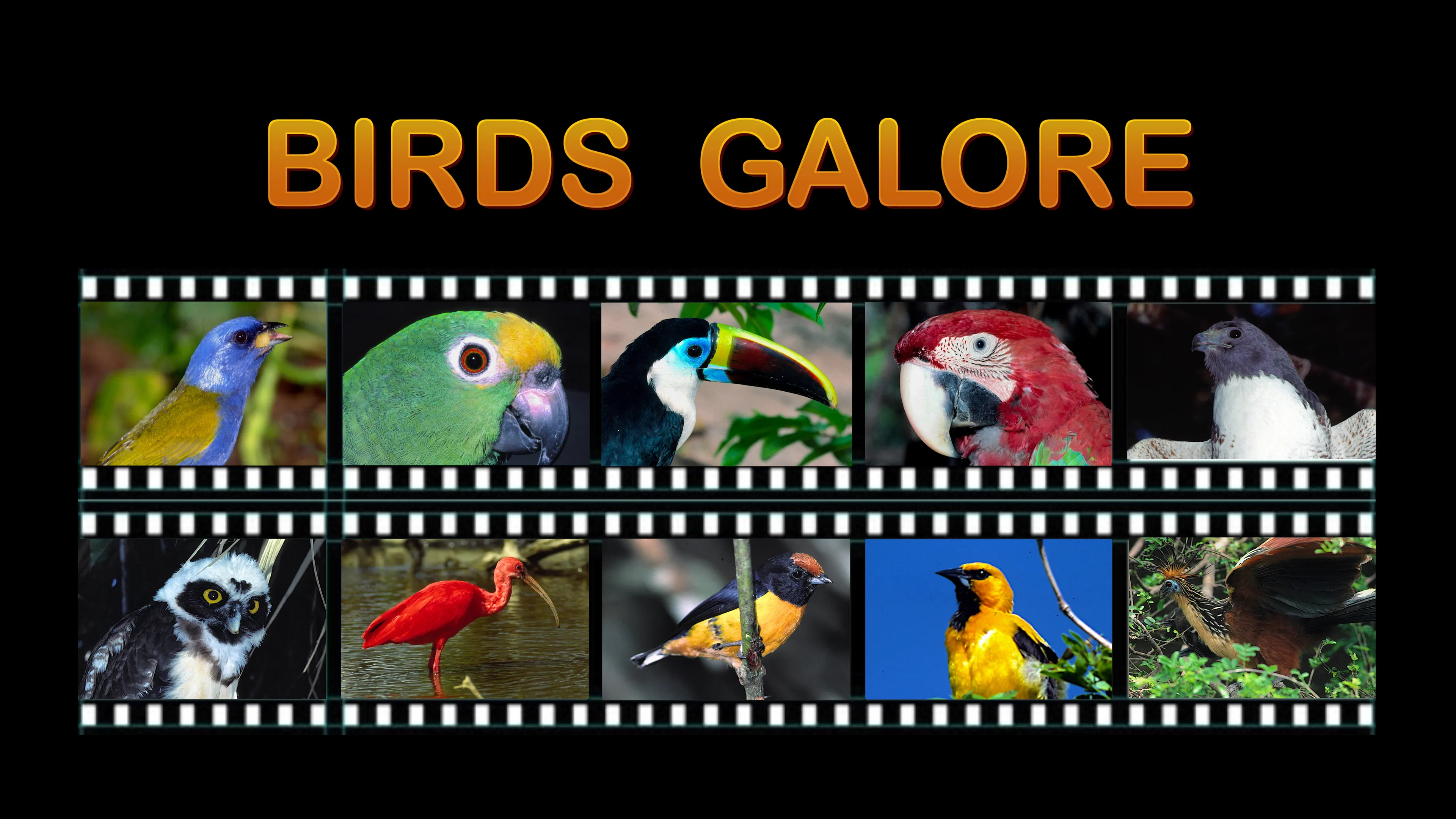 Birds Galore poster